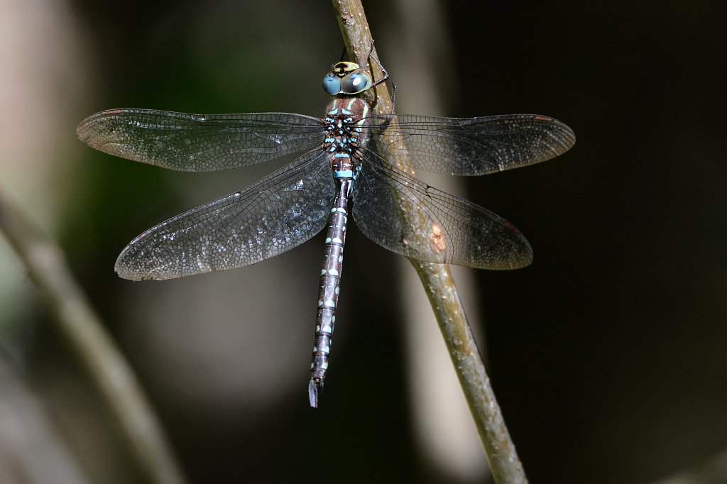 016 2017-10049906 Burncoat Pond, MA.JPG - Black-tipped Darner (Aeshna tuberculifera). Burncoat Pond, MA, 10-4-20178